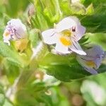 Euphrasia pectinata ফুল