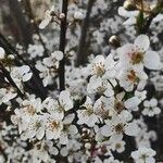 Prunus spinosa 花