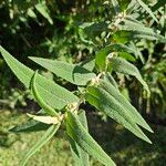 Buddleja salviifolia Liść