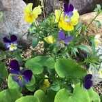 Viola tricolorKvet