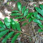 Guarea rhopalocarpa Leaf
