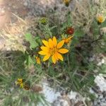 Aldama cordifoliaBleunienn