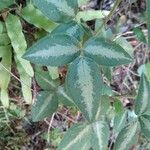 Desmodium uncinatum Leaf