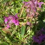 Pedicularis verticillata عادت