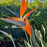 Strelitzia reginae花