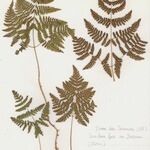 Gymnocarpium robertianum Hábito
