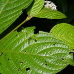 Arachnothryx chaconii Leaf