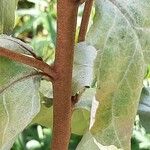 Elaeagnus commutata Bark