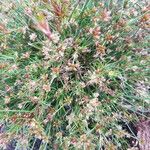 Juncus bulbosus Habit