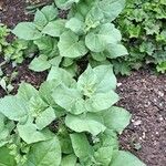 Nicotiana rustica Levél