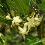 Tabernaemontana persicariifolia Õis