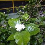 Jasminum sambac Blomma