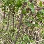 Turraea parvifolia Bark