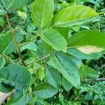 Erythrina fusca Blad