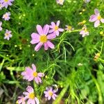 Cosmos parviflorus Квітка