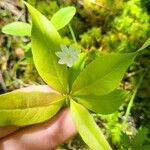 Lysimachia borealis Žiedas