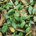 Chimaphila maculata Hoja
