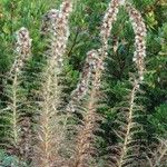 Ptilostemon casabonae Habit