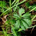 Potentilla thuringiaca पत्ता