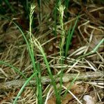 Carex pseudobrizoides Habit