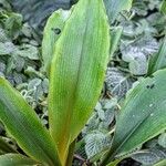 Chlorophytum orchidastrum Leaf