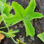 Pelargonium multibracteatum Leaf