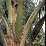 Cocos nucifera Cvet