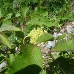 Sambucus racemosa Altro