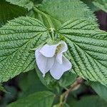 Rhodotypos scandens Leaf