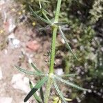 Hexaphylla hirsuta Leaf