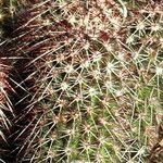 Echinocereus chisoensis Leaf