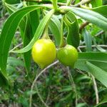 Bontia daphnoides Fruit