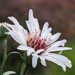 Symphyotrichum lanceolatum Квітка