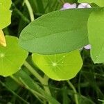 Tropaeolum minus Leaf