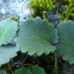 Saxifraga hirsuta Hoja