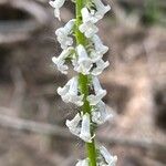 Anarrhinum laxiflorum Fula