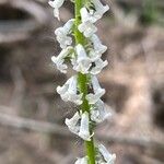 Anarrhinum laxiflorum Flower