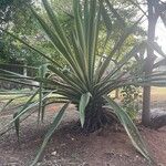 Furcraea selloana Levél