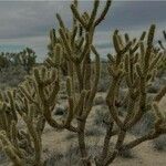 Cylindropuntia bigelovii Leaf