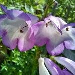 Penstemon hartwegii Flower