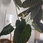 Colocasia esculentaList