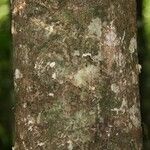 Maquira guianensis Bark