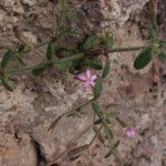 Silene pinetorum Habit