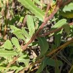 Grindelia squarrosa Foglia