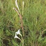 Gladiolus gunnisii ശീലം