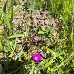 Lepidium nitidum Flor