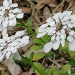 Iberis semperflorens Çiçek