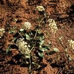 Abronia fragrans Habit