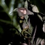 Tacca integrifolia Blomst