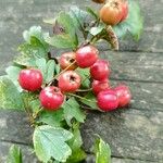 Crataegus rhipidophylla果實